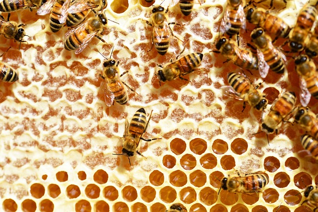 honey bees in comb